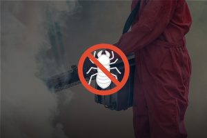 O QUE É A DESCUPINIZAÇÃO E COMO FAZÊ-LA DE FORMA ADEQUADA?